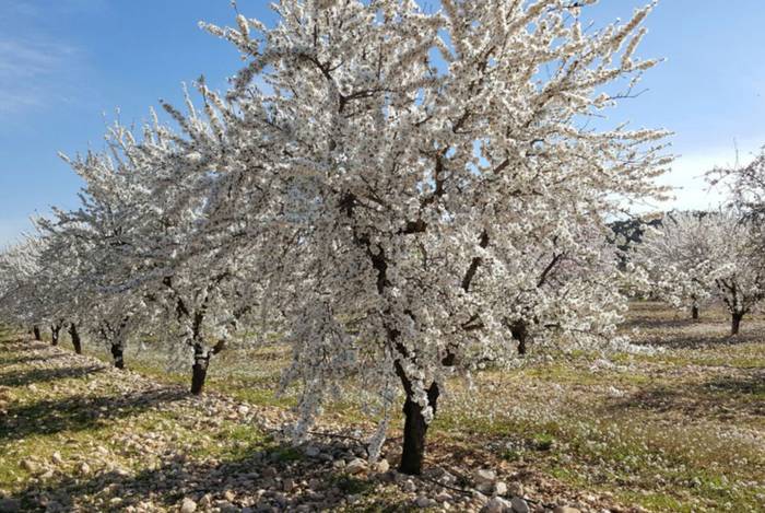 csm_HOC_INS_2_17_CI-Almond_tree_com_3f7ae213e2