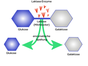 Laktose Spaltung-neu