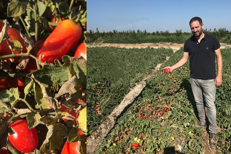 Tomaten Feld eines Produzenten, der für HOCHDORF produziert