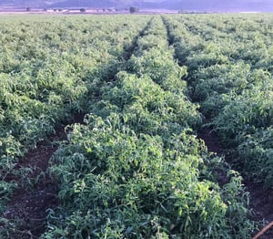 Eines der Felder in Apulien, wo die getrockneten Tomaten von HOCHDORF wachsen