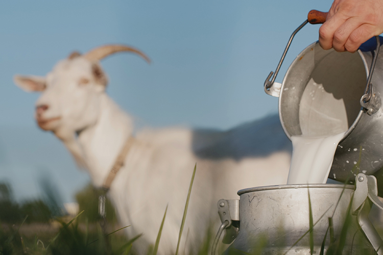 An innovative spirit that pays dividends – HOCHDORF dries goat milk